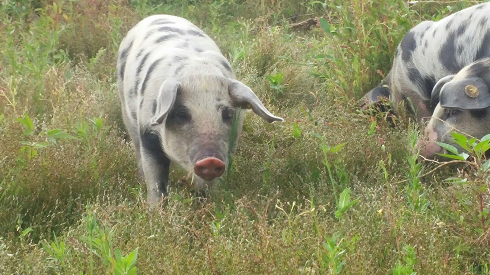 Buitengewone varkens Buitengewone varkens